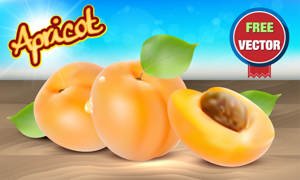 Free Realistic Apricot Vector Illustration 